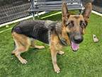 Adopt GEMMA a Black German Shepherd Dog / Mixed dog in Tustin, CA (38746608)