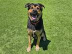 Adopt MILO a Black Rottweiler / Mixed dog in Tustin, CA (38852134)