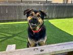 Adopt MILO a Black Rottweiler / Mixed dog in Tustin, CA (38852134)