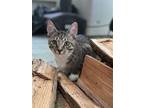 Adopt Osbert a Brown Tabby Domestic Shorthair / Mixed cat in Candler