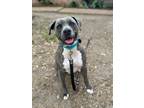 Adopt Lilo Love a Pit Bull Terrier
