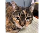Adopt Dolly a Calico or Dilute Calico Domestic Shorthair / Mixed cat in