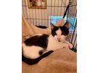 Adopt Gage a Black & White or Tuxedo Domestic Shorthair / Mixed (short coat) cat