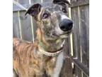 Adopt KEY PLAYER a Brindle Greyhound / Mixed dog in Grandville, MI (38892984)