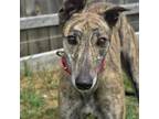 Adopt RISSOLES a Brindle Greyhound / Mixed dog in Grandville, MI (38893756)