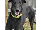 Adopt POCKET PONTOON a Black Greyhound / Mixed dog in Grandville, MI (38893755)