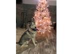 Adopt Estrella a Gray/Blue/Silver/Salt & Pepper Husky / German Shepherd Dog /