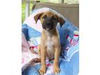 Adopt Banks a Brown/Chocolate - with Black German Shepherd Dog / Golden