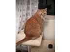 Adopt Tango Mango a Orange or Red (Mostly) Domestic Shorthair / Mixed (short
