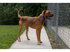 Adopt Swizzle a Brown/Chocolate Mixed Breed (Large) / Mixed dog in Georgetown