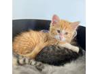 Adopt Papaya a Orange or Red Domestic Mediumhair / Mixed cat in Kanab
