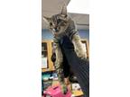 Adopt Midas - IN FOSTER a Gray or Blue Domestic Shorthair / Domestic Shorthair /