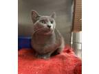 Adopt Geisha a Gray or Blue Domestic Shorthair / Domestic Shorthair / Mixed