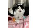 Adopt Gabriel a White Domestic Shorthair / Domestic Shorthair / Mixed cat in