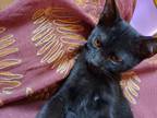 Adopt Sweet Pea a Gray or Blue Domestic Shorthair / Mixed (short coat) cat in