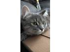 Adopt Alfred Luna a Gray, Blue or Silver Tabby Domestic Shorthair / Mixed (short