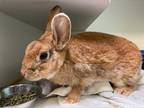 Adopt Flo a Other/Unknown / Mixed rabbit in Brooklyn, NY (38813304)