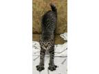 Adopt Clarity a Domestic Shorthair / Mixed (short coat) cat in Jim Thorpe