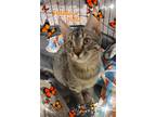 Adopt Pablano - ( Pablo ) a Domestic Shorthair / Mixed (short coat) cat in