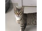 Adopt Sushi a Domestic Shorthair / Mixed (short coat) cat in Fayetteville