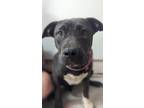 Adopt Agatha a American Pit Bull Terrier / Mixed dog in Athens, TX (38796915)