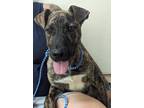 Adopt Buddy a Mixed Breed (Medium) / Mixed dog in Athens, TX (38773392)