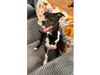 Adopt Stanley a Australian Cattle Dog / Mixed Breed (Medium) / Mixed dog in