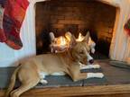 Adopt Eddie a Red/Golden/Orange/Chestnut - with White Basenji / Cattle Dog /