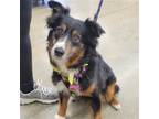 Adopt Willow a Tricolor (Tan/Brown & Black & White) Australian Shepherd / Mixed