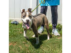 Adopt Ms. Muffet a Gray/Blue/Silver/Salt & Pepper Mixed Breed (Medium) / Mixed