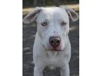Adopt Maui a White Husky / American Staffordshire Terrier / Mixed dog in San