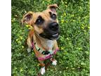 Adopt Roxy a Tricolor (Tan/Brown & Black & White) Boxer / Terrier (Unknown Type