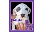 Adopt Twilight a Pit Bull Terrier / Cattle Dog / Mixed dog in Kingsburg