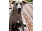 Adopt Clancy a Golden Retriever / German Pinscher / Mixed dog in Kingsburg