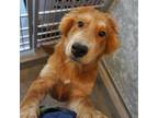Adopt Sadie a Mixed Breed (Medium) / Mixed dog in Rancho Santa Fe, CA (38891502)