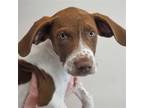 Adopt Boone a Mixed Breed (Medium) / Mixed dog in Rancho Santa Fe, CA (38891500)