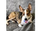 Adopt Haley Jane a Jack Russell Terrier / Jack Russell Terrier / Mixed dog in