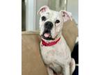 Adopt Big Poppa a White Boxer / Mixed dog in Austin, TX (38683968)