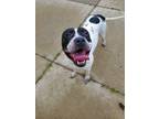 Adopt Cookie a White - with Black American Staffordshire Terrier / Mixed dog in