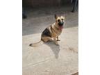 Adopt Lena (New Digs) a Brown/Chocolate - with Black German Shepherd Dog / Mixed