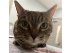 Adopt Tinker a Brown Tabby Domestic Shorthair / Mixed cat in Wilmington