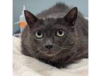 Adopt Rosemary a Gray or Blue Domestic Shorthair / Mixed cat in Wilmington