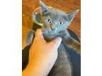 Adopt Ketanji a Gray or Blue Domestic Shorthair / Mixed (short coat) cat in