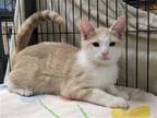Adopt Cogsworth a Orange or Red (Mostly) Domestic Shorthair / Mixed (short coat)