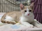 Adopt Lumiere a Orange or Red (Mostly) Domestic Shorthair / Mixed (short coat)