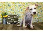 Adopt Sir Barron K65 8/7/23 a Tan/Yellow/Fawn American Pit Bull Terrier / Mixed