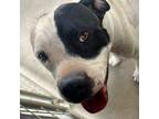 Adopt Zeus a Staffordshire Bull Terrier / Mixed Breed (Medium) / Mixed dog in