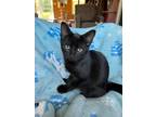 Adopt Inky a Domestic Shorthair / Mixed (short coat) cat in Newaygo