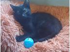 Adopt Pepper a Domestic Shorthair / Mixed (short coat) cat in Richland Hills