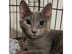 Adopt Minnie Mae AP a Gray or Blue Domestic Shorthair / Mixed cat in Baltimore